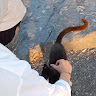 Doğa